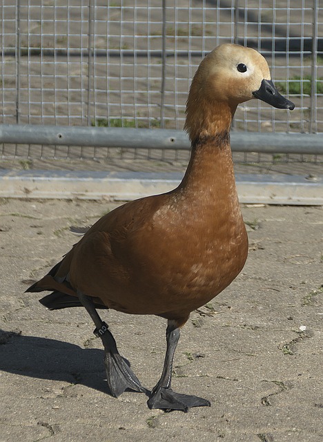 长城